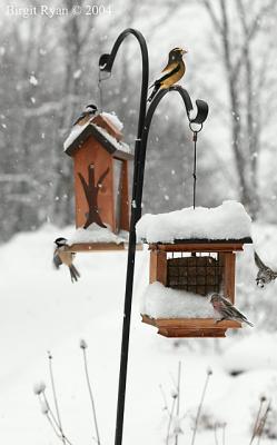 Busy Feeders