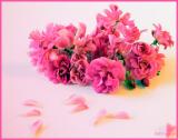 DSCN0813 Pink Tea Roses FCBcrop+border+background.jpg