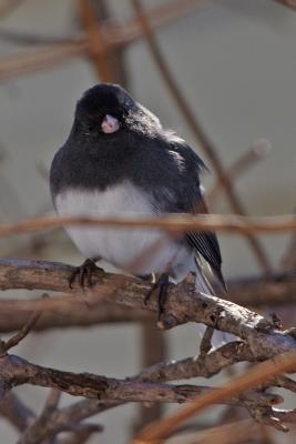 dark-eyed junco 007.jpg