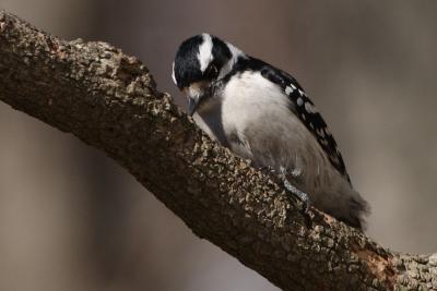 downy woodpecker 009.jpg