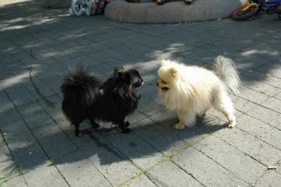 Aug1a_04_375.JPG