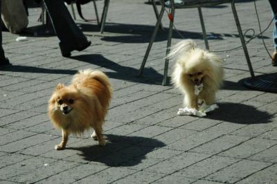 Aug1a_04_433.JPG