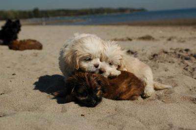 Oct7a_04_590.JPG