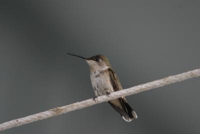 Ruby-throated Hummingbird at boat dock