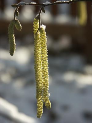 Pussy Willow with a Spot of Snow