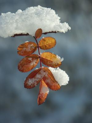 Winter Leaf