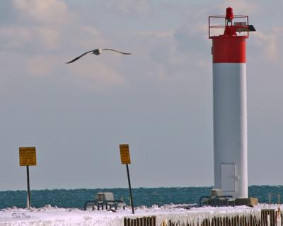 Lighthouse   and  Seagull