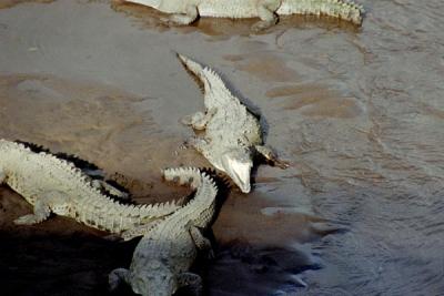 Crocodiles on the Tarcoles River, Costa Rica