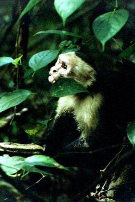 White-faced Capuchin Monkey, Manuel Antonio