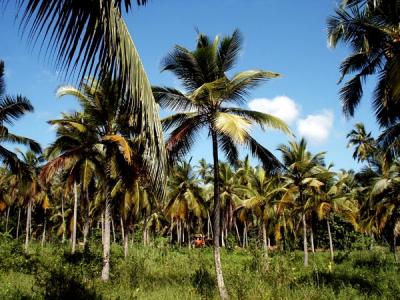 Coconut Palms at the Airport Garden Hotel