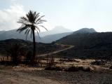 Lone Palm near the summit