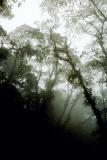 Misty forest near Tabacon