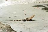 Iguana on the beach, Manuel Antonio