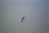 Nutria swimming in the Arno...looks like Una Ratta Gigantica to me