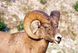 Bighorn sheep, Jasper National Park