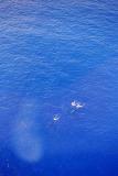 3 Whales diving, north shore of the Big Island