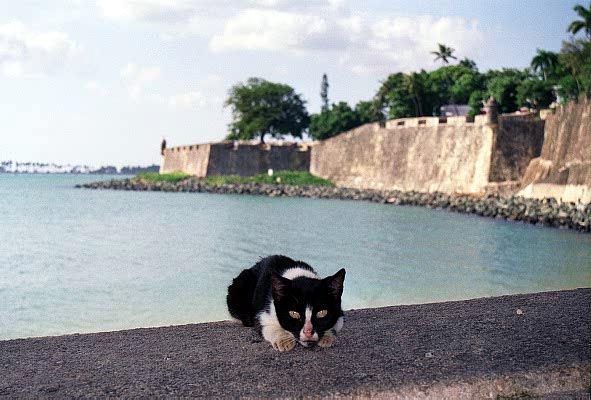 Cat on the walls of Old San Juan, Puerto Rico