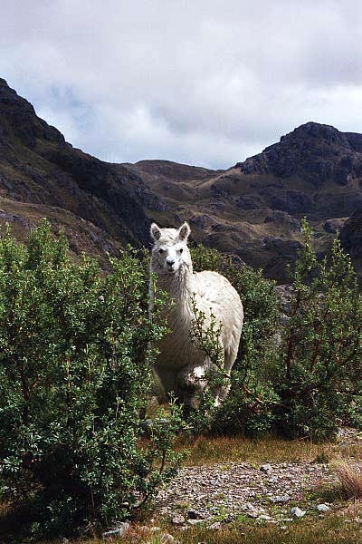 Llama, Cajas National Park