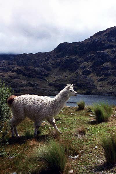 Llama, Cajas National Park