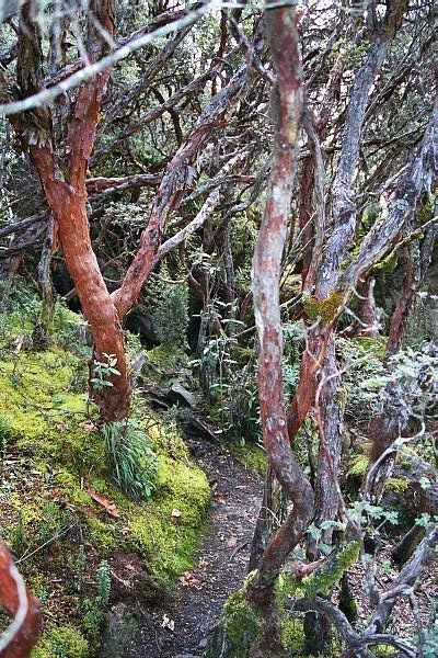 Polylepis, highest altitude tree in the world, Cajas