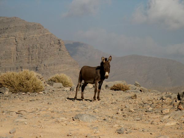 A donkey, Musandam