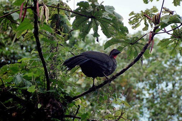 Red-throated Arboreal Turkey Bird