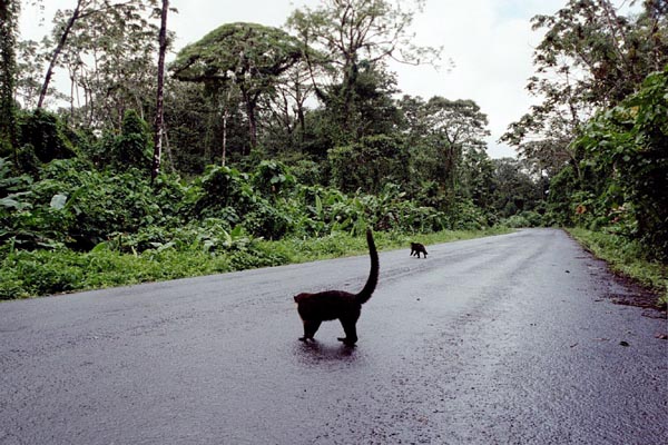 Coati on the road near Volcan Arenal