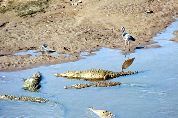 Crocodiles on the Tarcoles River near Carara National Park