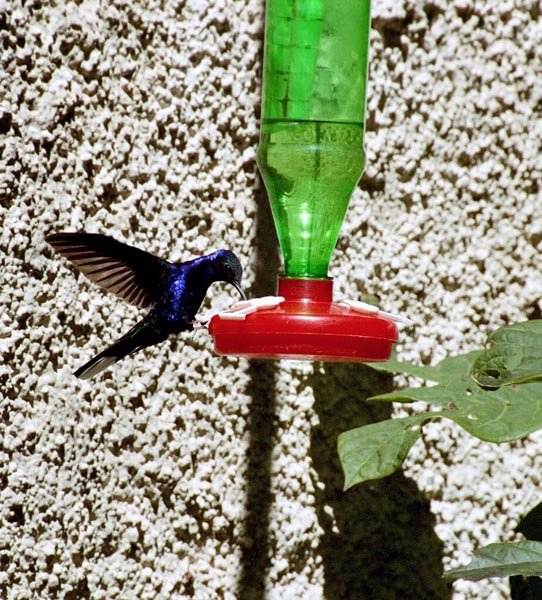 Hummingbird, Monteverde