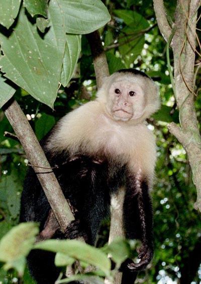 White-faced Capuchin Monkey, Manuel Antonio