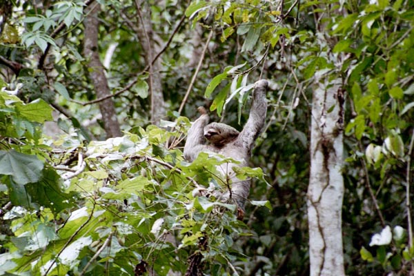 Sloth, Manuel Antonio
