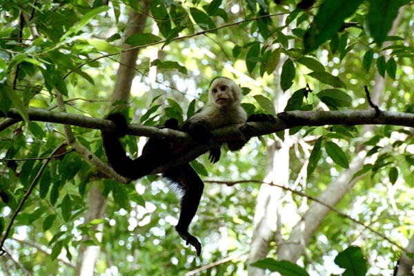 White-faced Capuchin Monkey, Manuel Antonio