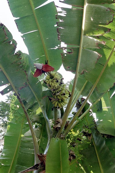 Bananas, Carara National Park