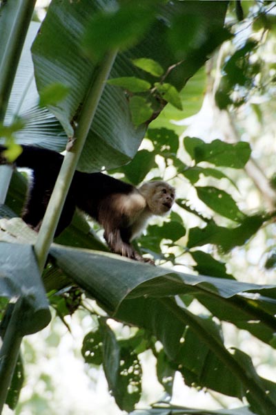 White faced Capuchin Monkey at Carara