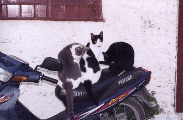 Cats on a moped in Plaka