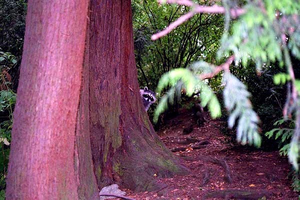 Racoon peeking out from behind a tree, Stanley Park