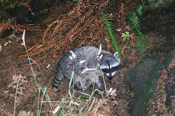 Racoon, Stanley Park