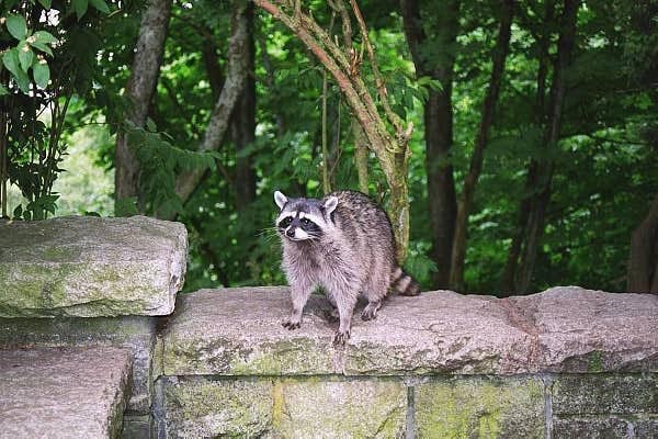 Racoon, Stanley Park