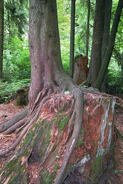 Stanley Park, Vancouver