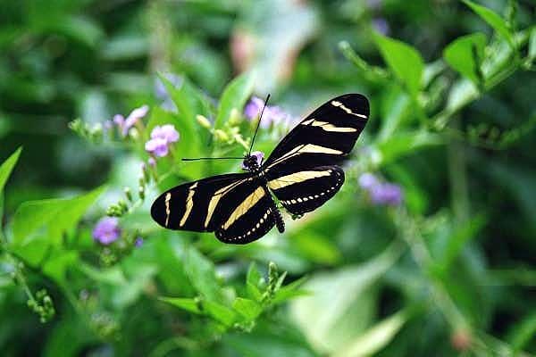 Butterfly, Stanley Park