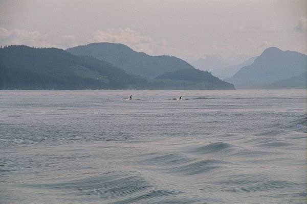 Orca spotted, Inside Passage