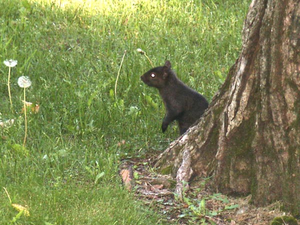 Black squirrel near Rideau Hall