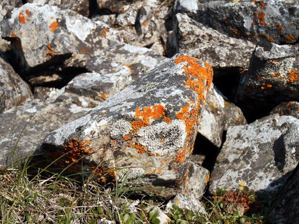 Lichen covered rocks, Cascade Amphitheatre