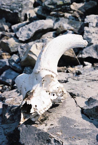 Bighorn sheep skull, Cascade Amphitheatre