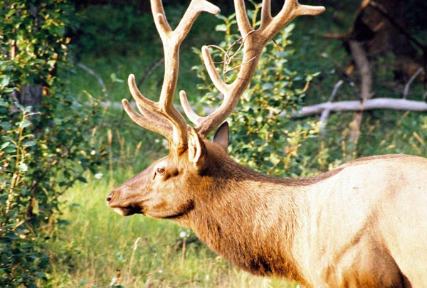 Elk (Wapiti), Banff National Park