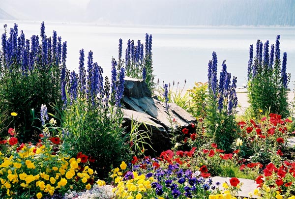 Flowerbeds at the Chateau Lake Louise