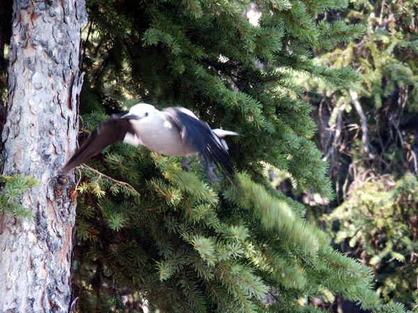 A Clark's Nutcracker launches into flight