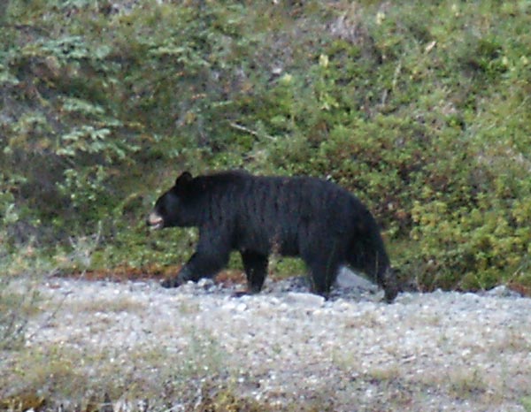 Black bear along the Icefields Parkway, Banff