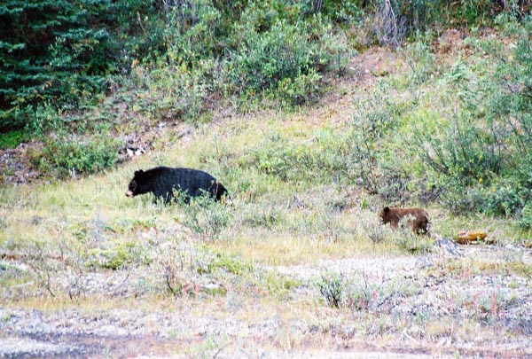 Black bear mother and cub, Banff