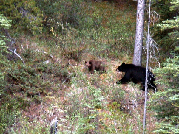 Black bear mother and cub, Banff